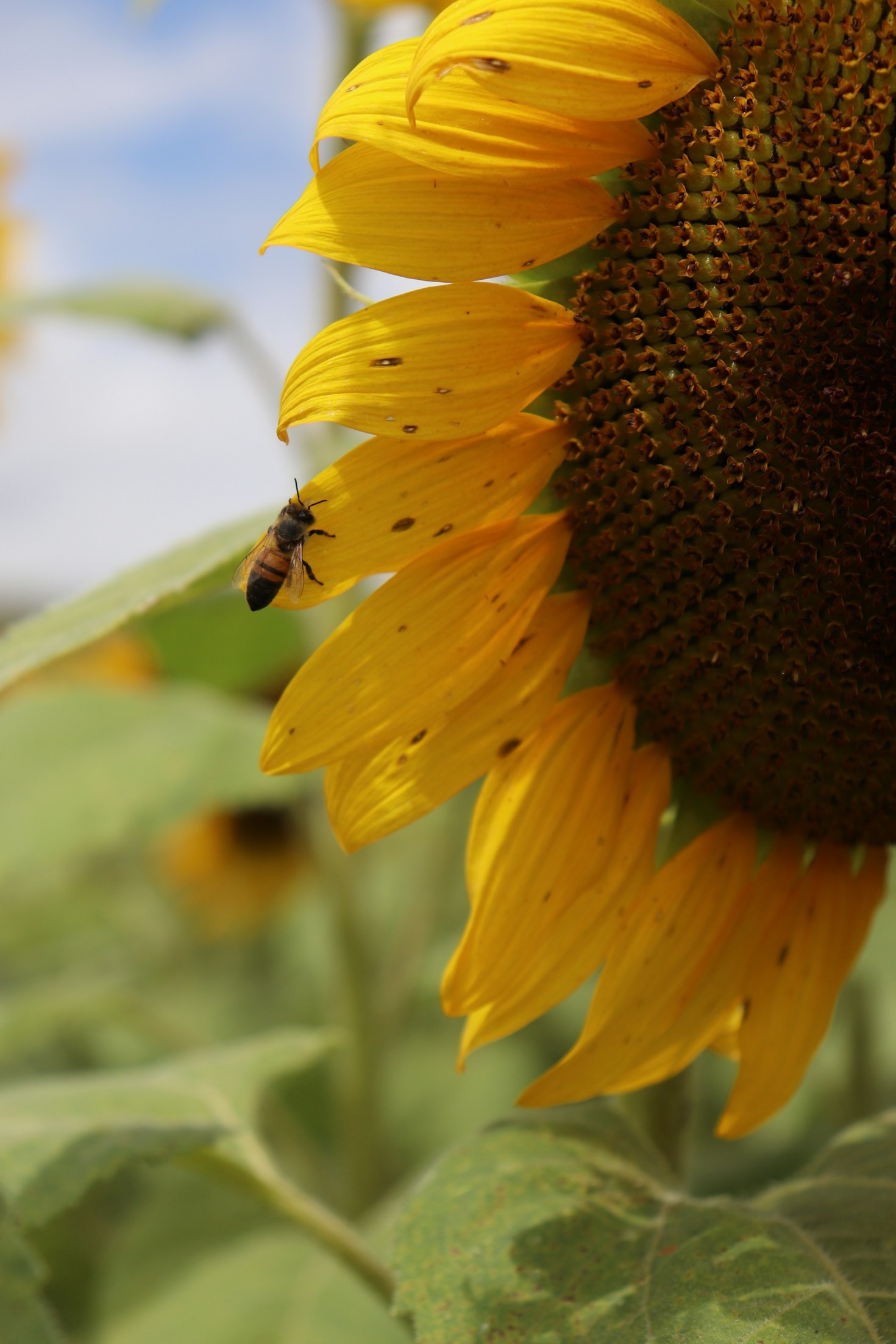 10 Essential Tools for Hobby Farmers